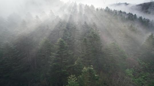 航拍云雾中的森林丁达尔光