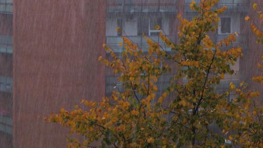 秋雨落叶视频素材模板下载