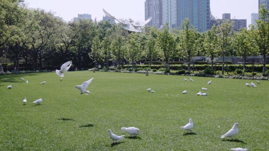 上海人民广场鸽子4K实拍鸽子公园鸽子视频素材模板下载