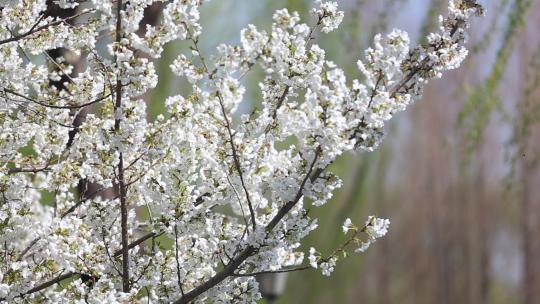 济南五龙潭，春季樱花植物盛开洁白如雪