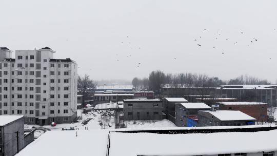 雪后鸟群飞过房顶