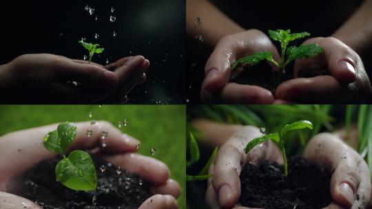 ESG手捧绿植可持续发展高清在线视频素材下载