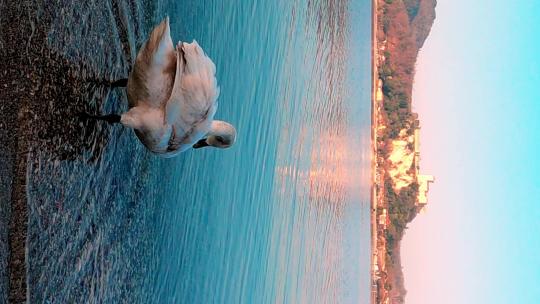 美丽优雅的白天鹅进入水中