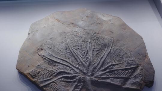 千年化石展览展示