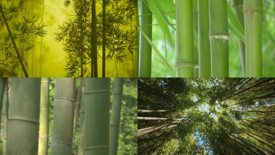 【合集】树林竹林竹子大自然生态风景视频素材模板下载