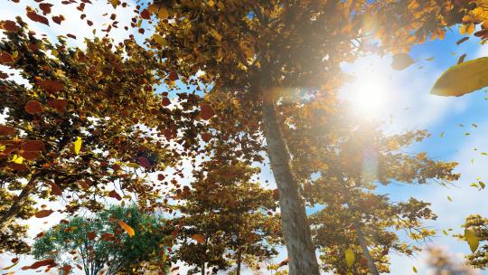 深秋小树林金色树叶飘落慢动作