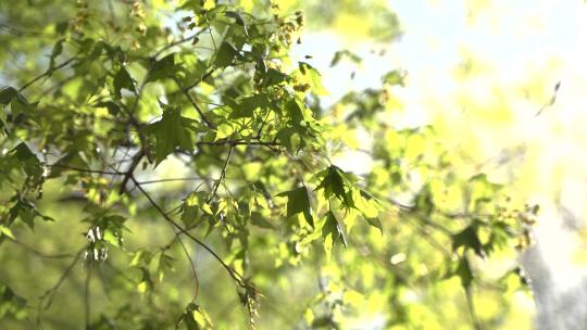 元宝槭春天开花嫩叶绿叶随风摆动清新自然视频素材模板下载