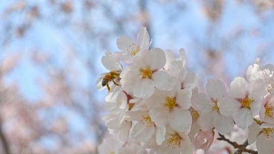 春天蜜蜂在盛开的樱花上采蜜