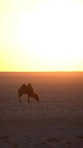 草原日出的骆驼发着金光