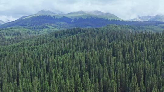 新疆伊犁森林航拍