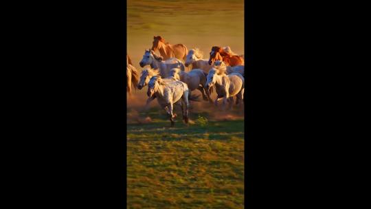 高清航拍草原马骑马一群马内蒙古视频素材模板下载