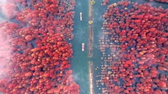 安徽皖南阳光云雾下的落羽红杉林视频素材模板下载