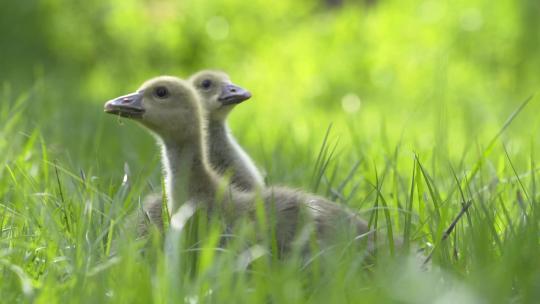 在草地上吃绿草的小鹅