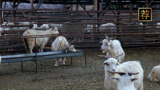 牛羊牧场牛群羊群饲养赶羊牧牛 羊吃草