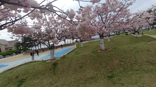 威海悦海公园灯塔广场的晚樱花