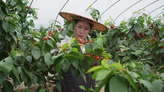女性农民在果园采摘樱桃