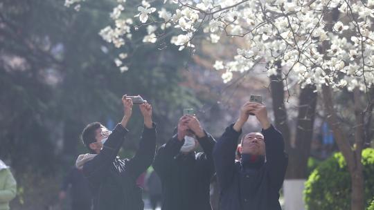 济南五龙潭，春季樱花植物盛开洁白如雪