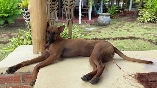 一只棕色的狗躺在水泥地板上