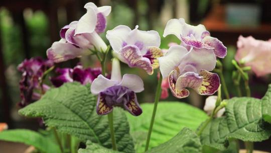 白紫色堇兰扭果花旋果苣扭果苣苔白花紫花