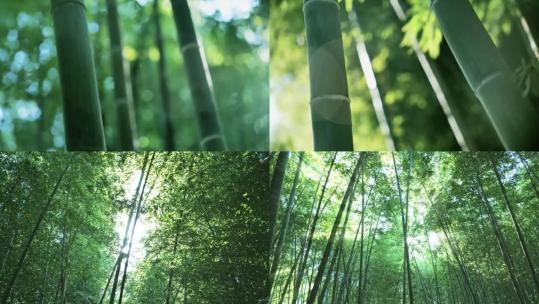 唯美竹林光影竹海意境阳光原生态竹叶高清在线视频素材下载