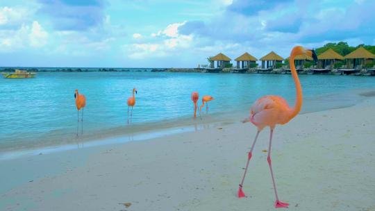 粉色火烈鸟在海滩