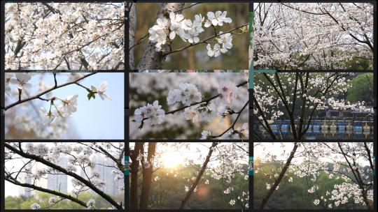日本东京樱花白樱绽放1080p竖版合集