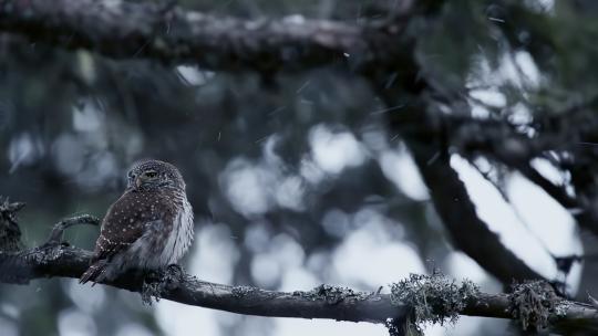 风雪中树枝上的小鸟