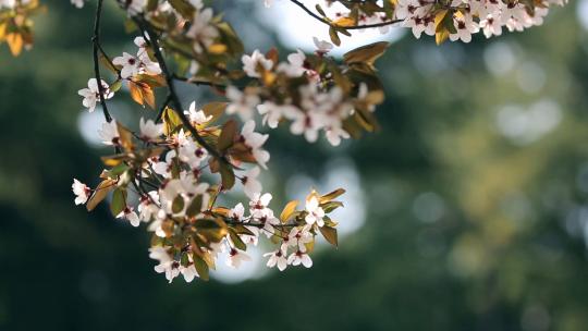 初春公园里盛开的樱花树