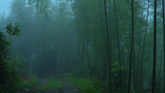 雨天竹林 雾蒙蒙的森林