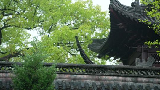 杭州钱王祠春天清明节雨天古建筑自然唯美