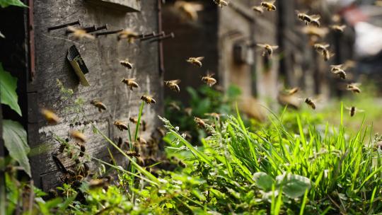 春天的养蜂场蜜蜂阳光下成群飞舞