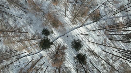 一个人在吉林雪原森林中行走航拍视角