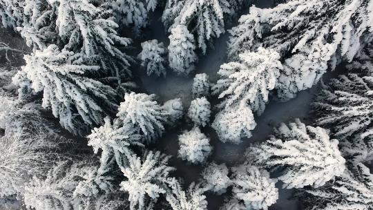 无人机鸟瞰积雪覆盖的树木，同时慢慢揭示美丽的陆地景观