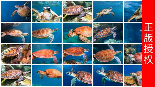 【4K高清】海龟海洋遨游合集高清在线视频素材下载