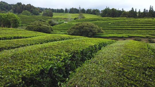 航拍茶园风景