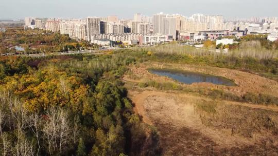 高清航拍城市森林公园