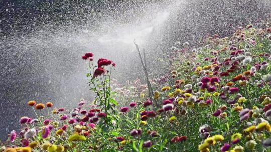 自动灌溉下的花丛