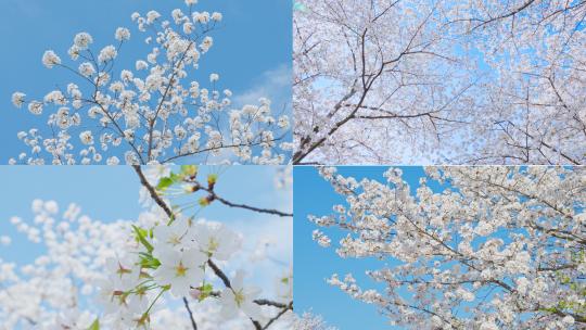 春天公园樱花盛开万物复苏生长高清在线视频素材下载