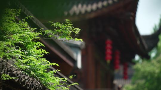 杭州下天竺 微风吹动寺庙里的树叶
