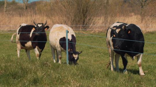 三只奶牛在草场吃草视频素材模板下载