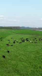 航拍草原上吃草的羊群