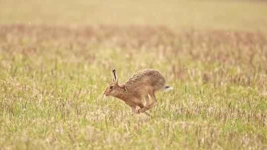春天野兔奔跑兔子跑