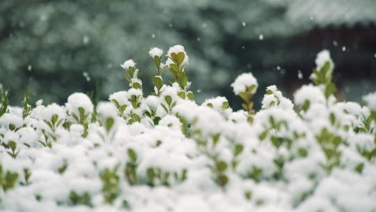 2分钟雪景慢动作4k