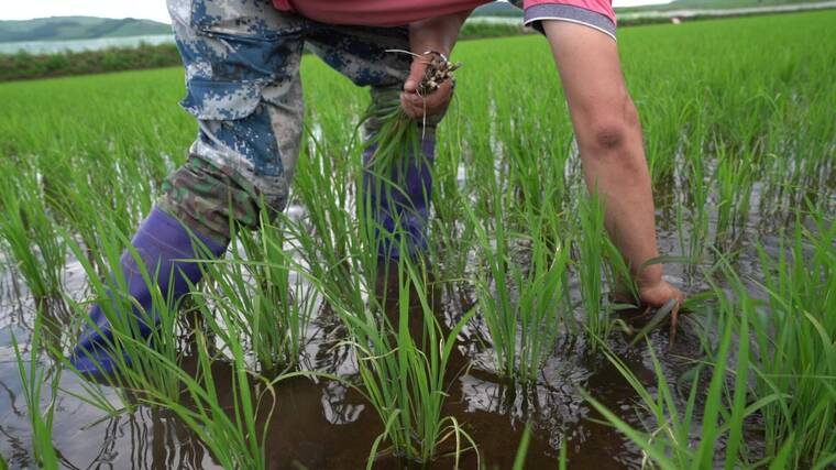 農村農民田裡插秧除草視頻素材4正版超高清4k商用授權