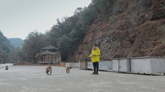 云南旅游大理剑川石宝山路边投喂猴子游客视频素材模板下载