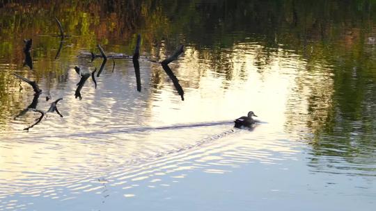 春日水边水鸟野鸭游泳觅食休息视频素材模板下载