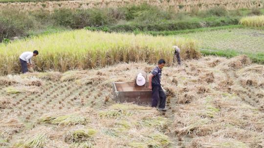 农民收割稻谷粒粒皆辛苦田间干活