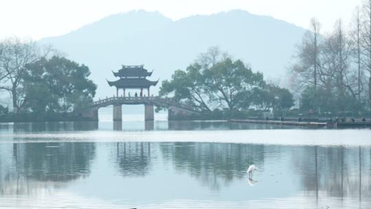 杭州西湖清晨的玉带桥水面站着水鸟