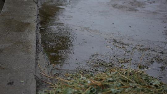 雨天雨季树林树荫树叶