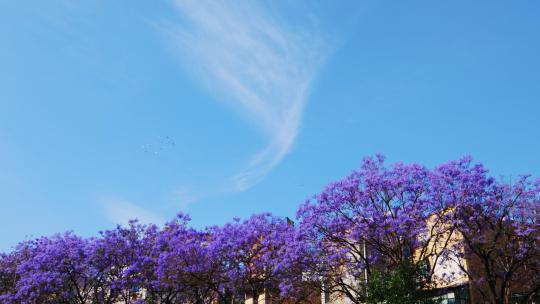 一群鸟划过蓝花楹上空